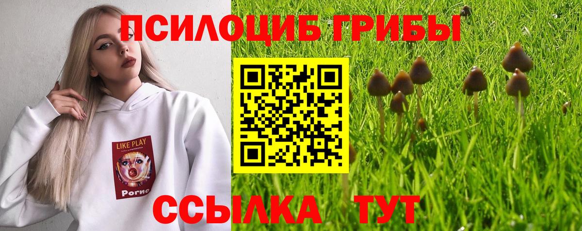 Галлюциногенные грибы Psilocybe  Вход с VPN  Котовск 